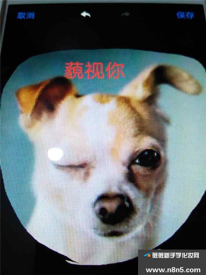 怎样给狗狗制作可爱的表情包照片